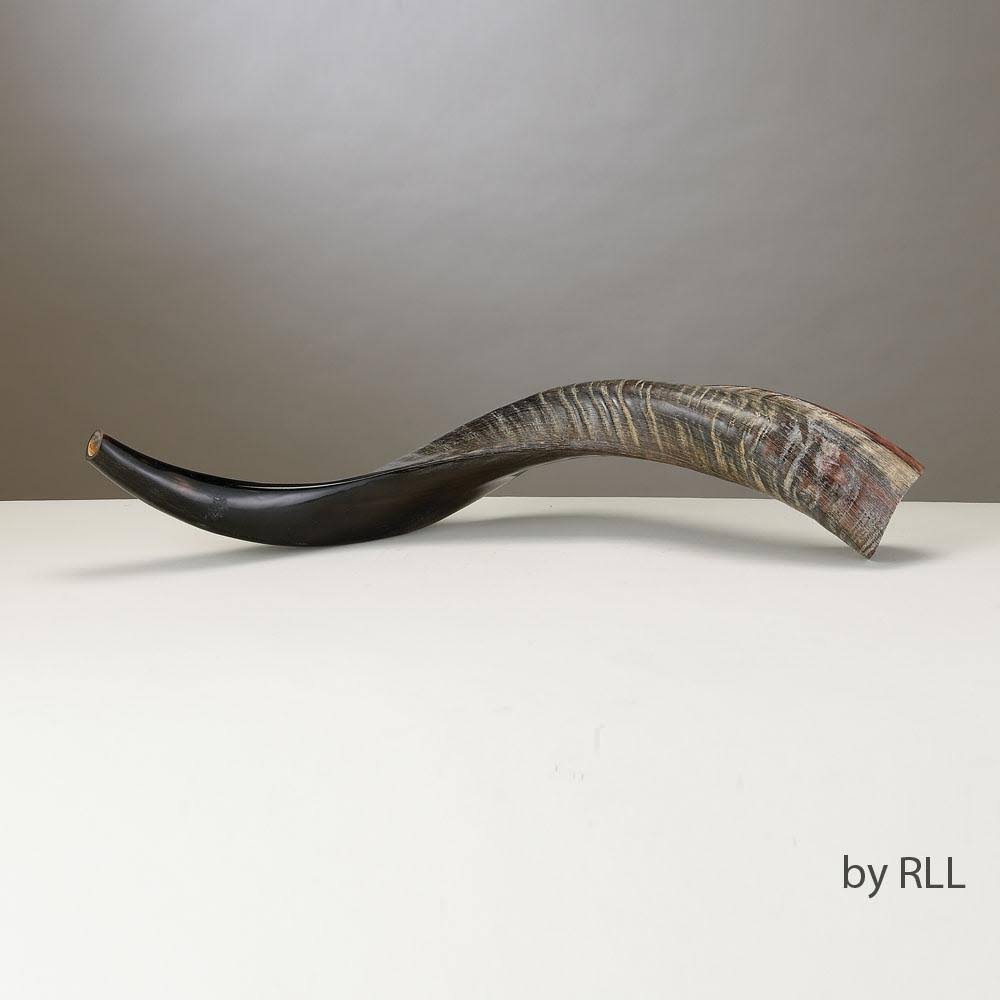 Shofar Yemenite P417221