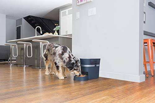 Automatic Dog and Cat Feeder D405309