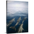 Bottlenose Dolphin Pod Surfacing Art Print I6471