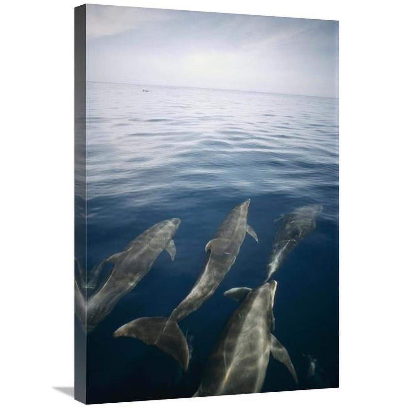 Bottlenose Dolphin Pod Surfacing Art Print I6471
