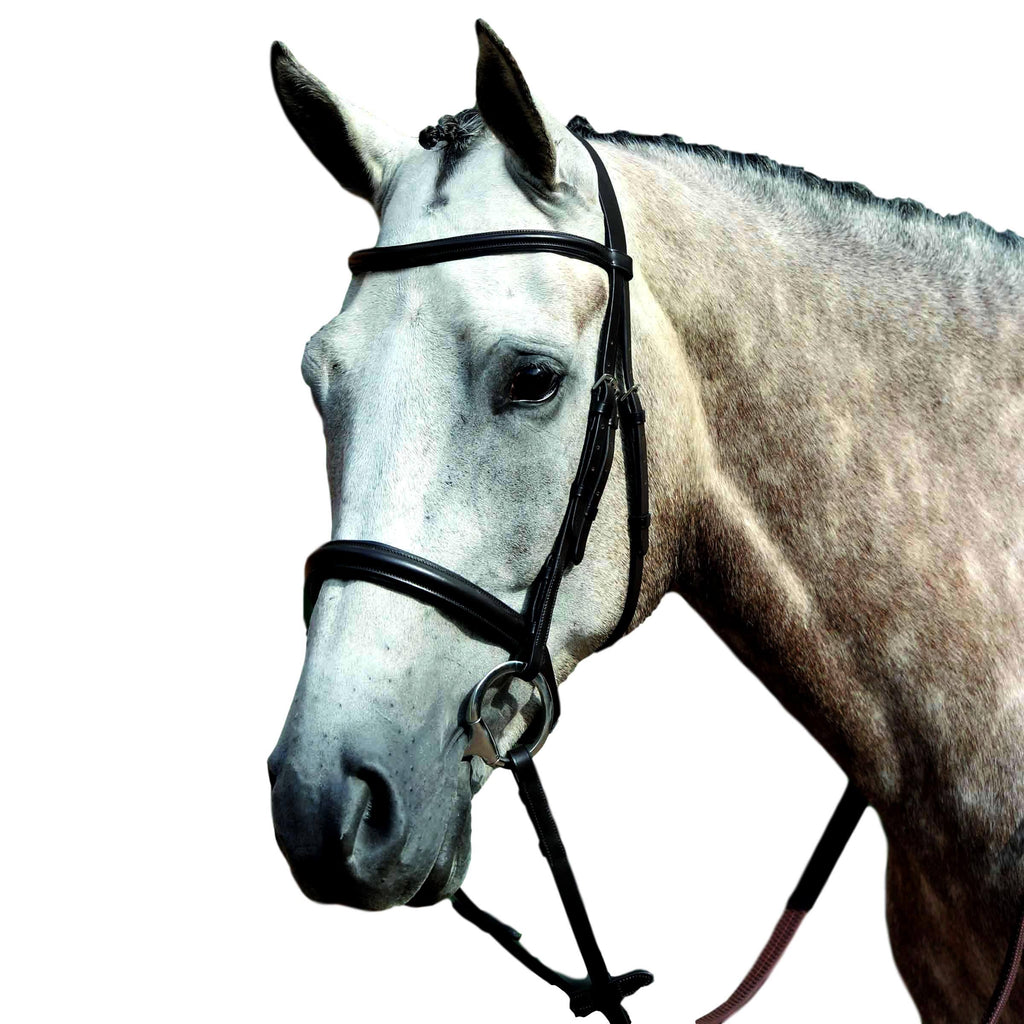 Padded Raised Cavesson Bridle - COB / Brown L260